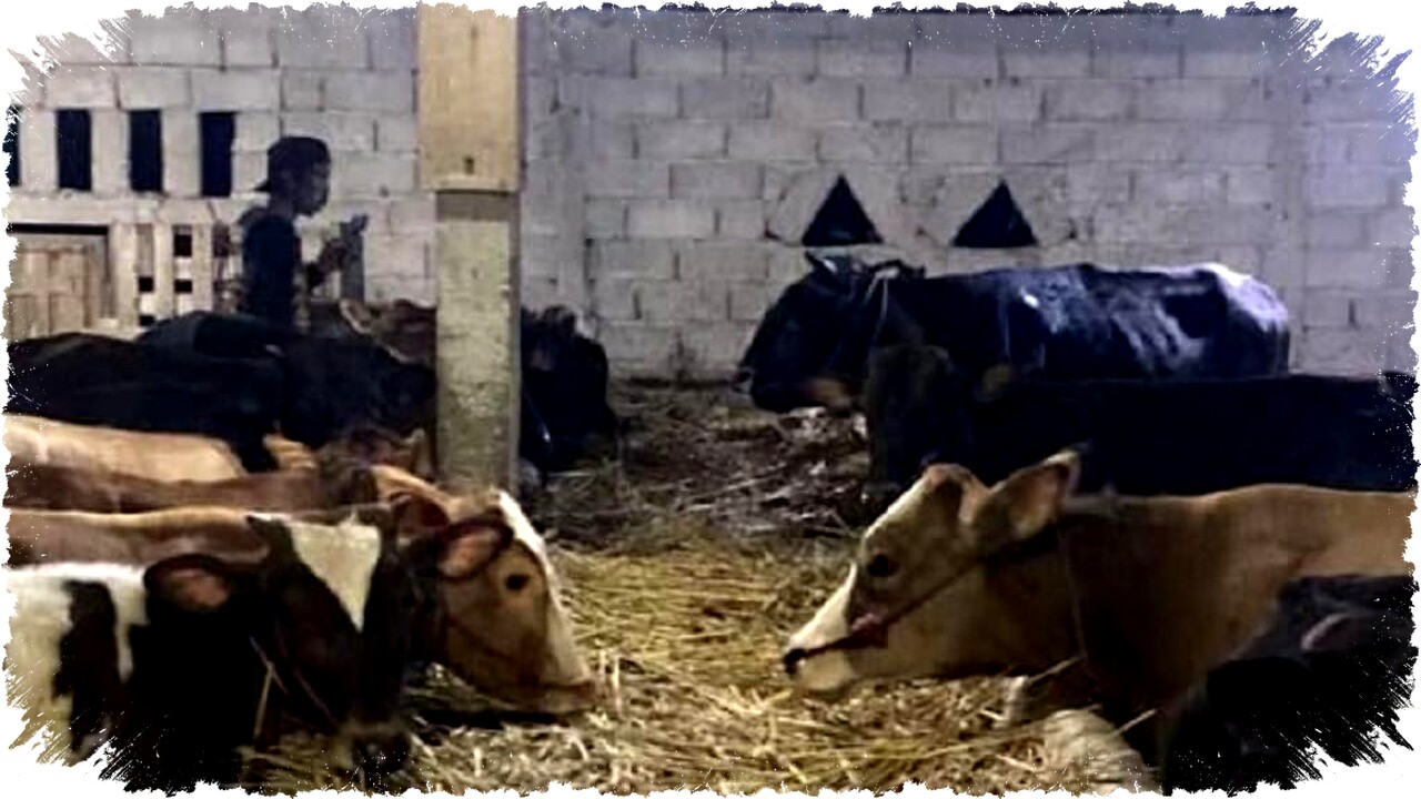 Tips Membeli dan Merawat Sapi Pegon untuk Qurban Idul Adha: Rahasia Langsung dari Peternak