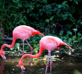 Flamingo Tak Terlahir Pink, Makanan Jadi Penentu Warna Mereka Flamingo Tak Terlahir Pink, Makanan Jadi Penentu Warna Mereka
