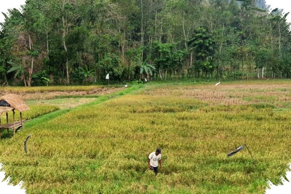 Tulungagung Baru Serap 30 Persen Pupuk Subsidi, Musim Tanam Padi Jadi Penentu