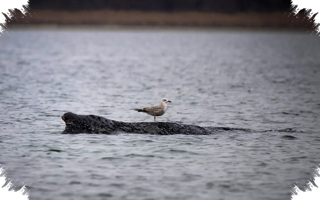 Humpback Di Laut Baltik Jerman Melemah, Harapan Kembali Ke Atlantik Kian Tipis