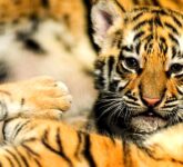 BBKSDA Jabar Ungkap Penyebab Huru Dan Hara Mati, FPV Serang Dua Harimau Muda Bandung Zoo BBKSDA Jabar Ungkap Penyebab Huru Dan Hara Mati, FPV Serang Dua Harimau Muda Bandung Zoo