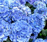 Mengapa Biru Begitu Langka Di Alam, Fakta Hewan Dan Tumbuhan Yang Hampir Mustahil Biru Mengapa Biru Begitu Langka Di Alam, Fakta Hewan Dan Tumbuhan Yang Hampir Mustahil Biru
