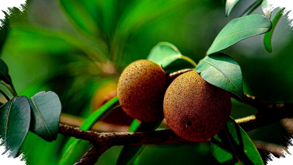 10 Pohon Buah Anti Layu Di Tembok Panas, Dari Tin Hingga Anggur Yang Tahan Terik