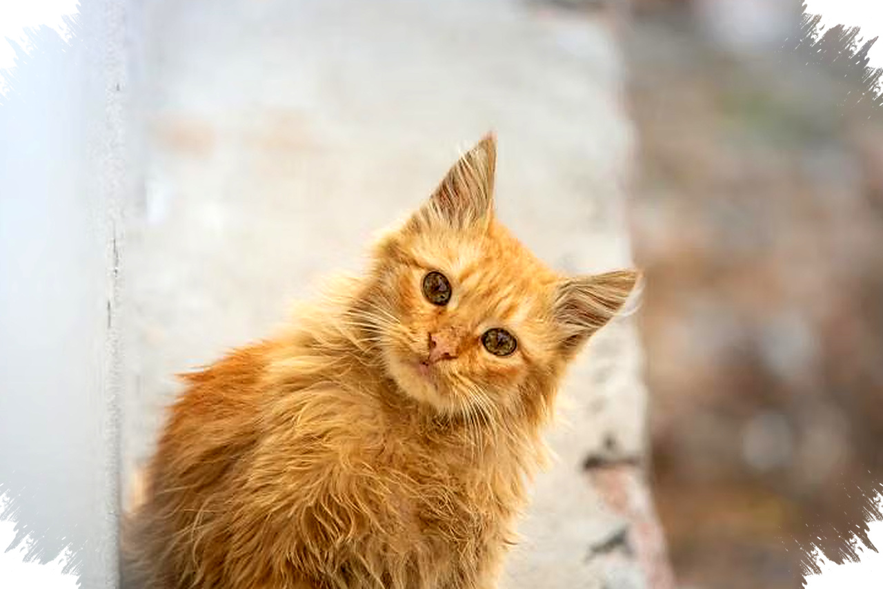 Kucing Tahu Namanya Saat Dipanggil, Tapi Kenapa Sering Diam Saja?