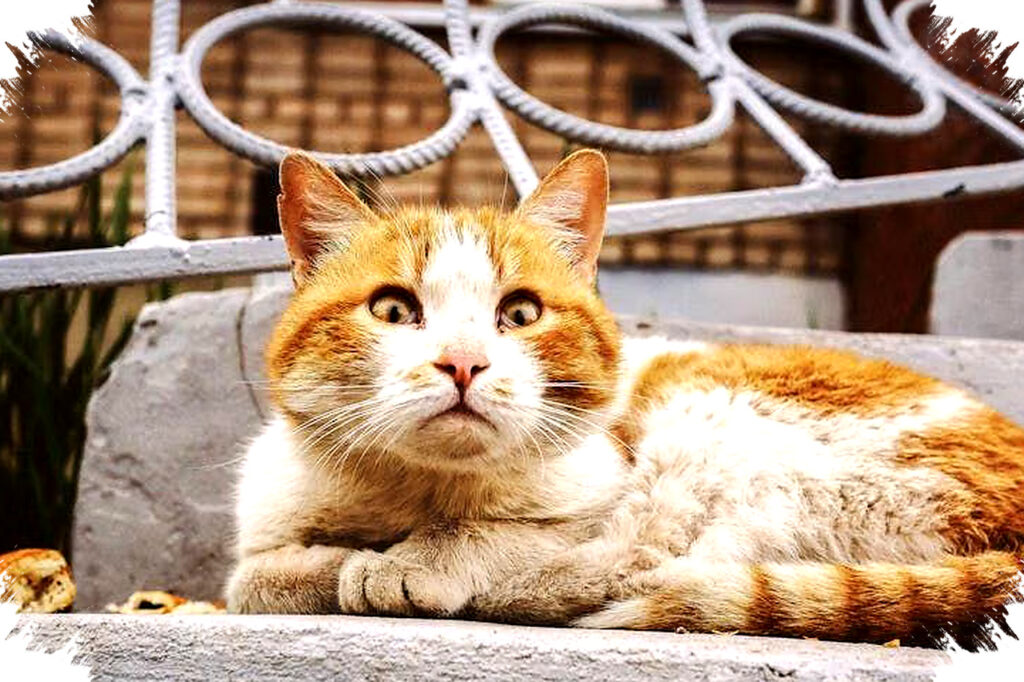 Kenapa Kucing Suka Kagetan, Ternyata Naluri Bertahan Hidupnya Masih Menyala