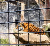 BBKSDA Jabar Pastikan Dua Anak Harimau Benggala Tewas Akibat Virus Flv, Duka di Bandung Zoo