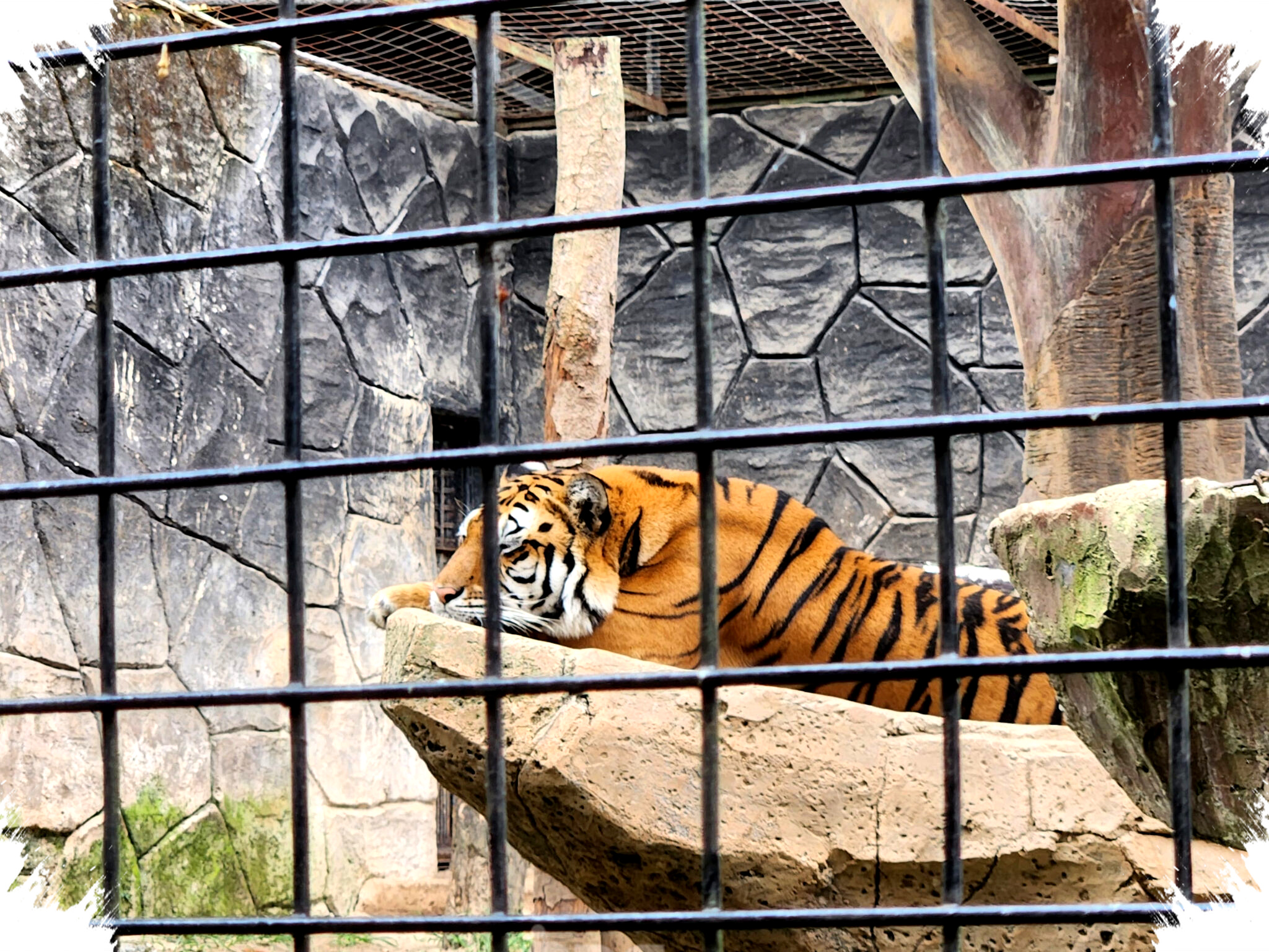BBKSDA Jabar Pastikan Dua Anak Harimau Benggala Tewas Akibat Virus Flv, Duka di Bandung Zoo