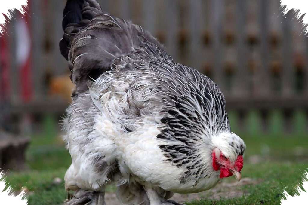 5 Fakta Mengejutkan Ayam Brahma, Raksasa Daging yang Pernah Menguasai Pasar AS