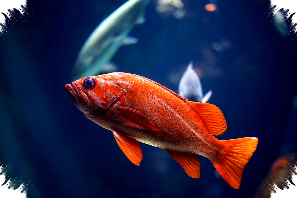 Misteri Pergantian Jenis Kelamin pada Ikan, Strategi Evolusi yang Cerdas dan Tak Terduga