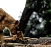 Anak Harimau Benggala Hara Meninggal Mendadak, BBKSDA Jabar Tunggu Hasil Nekropsi Medis Lengkap Anak Harimau Benggala Hara Meninggal Mendadak, BBKSDA Jabar Tunggu Hasil Nekropsi Medis Lengkap
