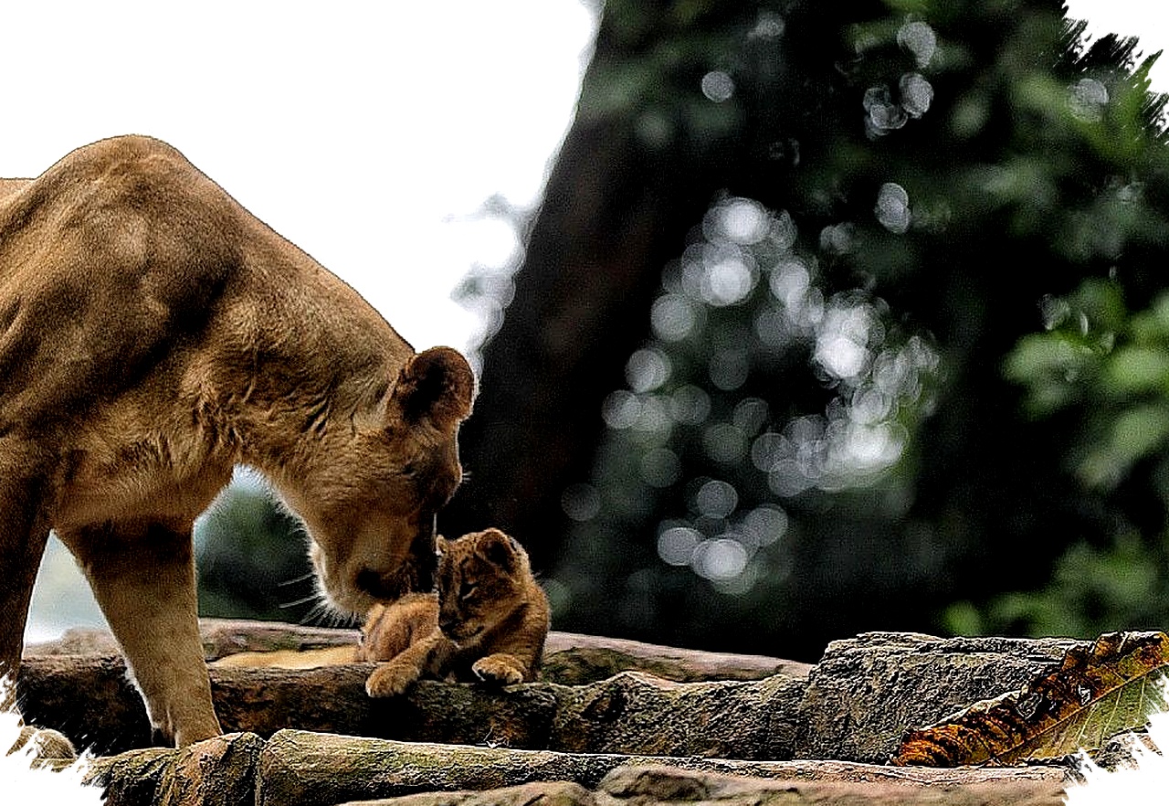 Anak Harimau Benggala Hara Meninggal Mendadak, BBKSDA Jabar Tunggu Hasil Nekropsi Medis Lengkap