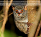 Tarsius Primata Mungil Dengan Mata Raksasa, Rentan Bunuh Diri Akibat Stres Penangkaran Tarsius Primata Mungil Dengan Mata Raksasa, Rentan Bunuh Diri Akibat Stres Penangkaran