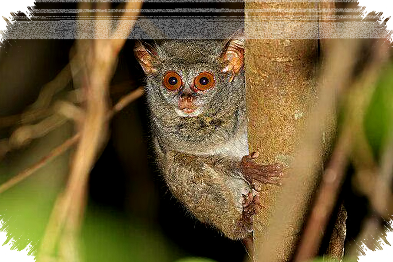 Tarsius Primata Mungil Dengan Mata Raksasa, Rentan Bunuh Diri Akibat Stres Penangkaran