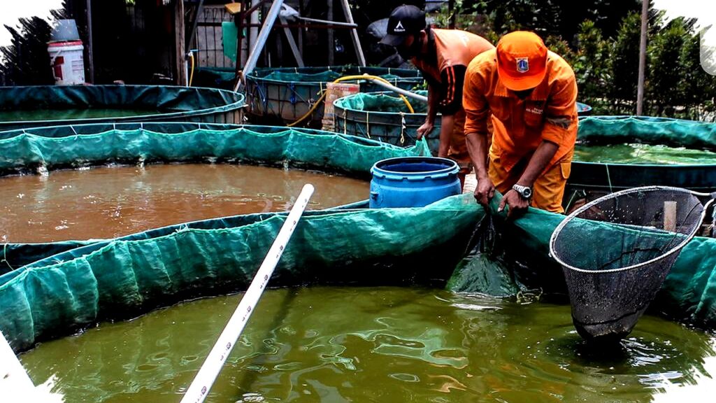 5 Ikan Budidaya Minim Risiko di Desa, Modal Terbatas Untung Maksimal bagi Pemula!