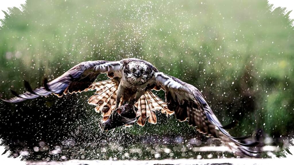 Aksi Raptor Tajam Dengan ISO 20.000 dan 40fps, Foto Momen Berburu yang Menggetarkan!