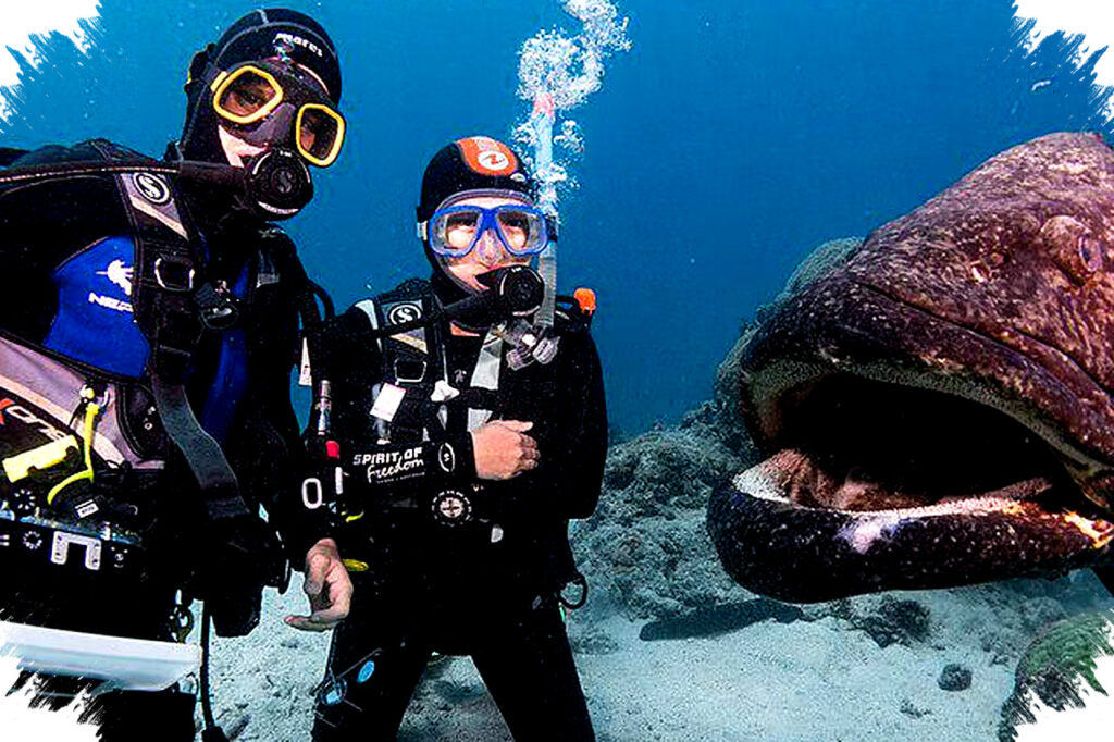 Potato Grouper Raksasa Terumbu Karang, Predator Cerdas Berwajah Kentang yang Menakjubkan