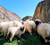 Valais Blacknose Domba Paling Menggemaskan dari Alpen Swiss, Misteri Warna Hitam yang Memikat Hati