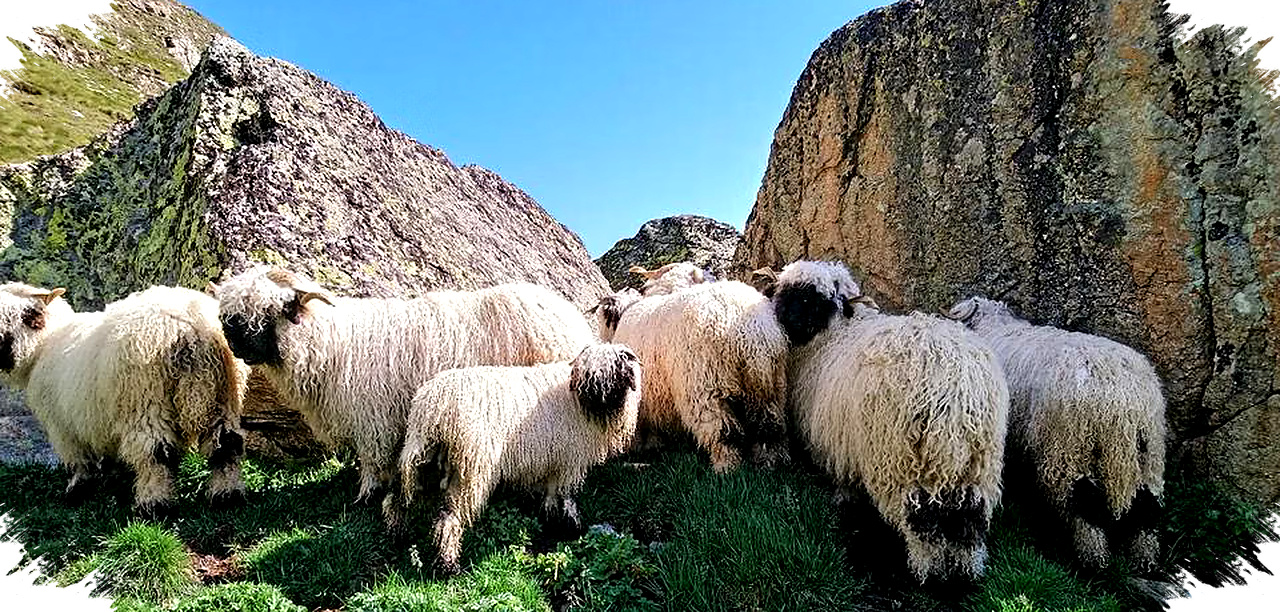 Valais Blacknose Domba Paling Menggemaskan dari Alpen Swiss, Misteri Warna Hitam yang Memikat Hati