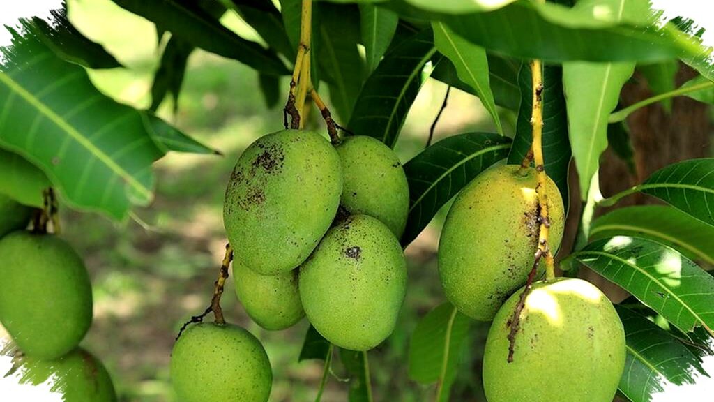 Pengalaman Nyata Lawan Semut Hitam di Pohon Mangga, Rahasia Alami Tanpa Pestisida Berbahaya!