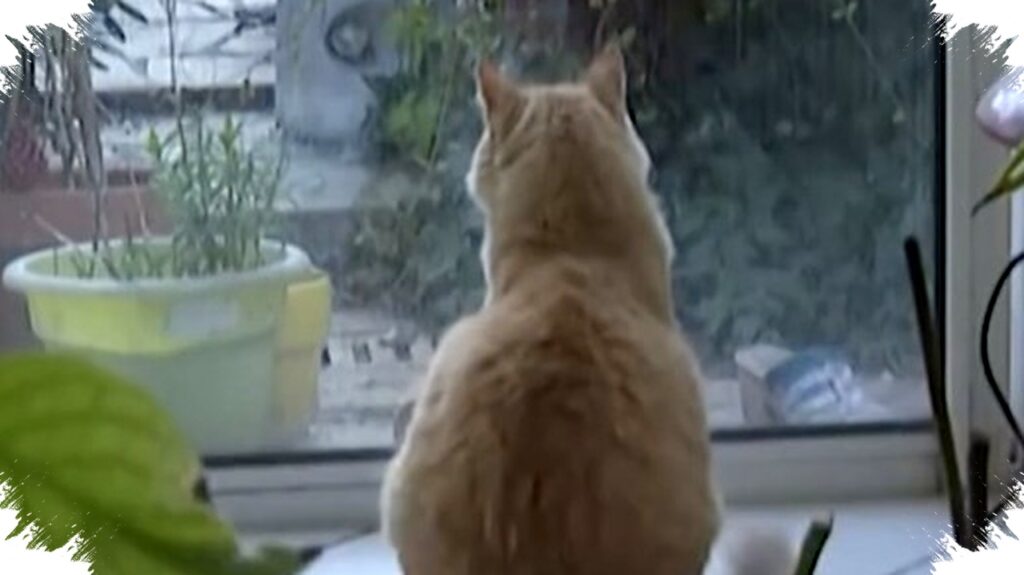 Alasan Ilmiah Kucing Selalu Mendarat Dengan Kaki, Penemuan Ahli Jepang Ungkap Rahasianya!
