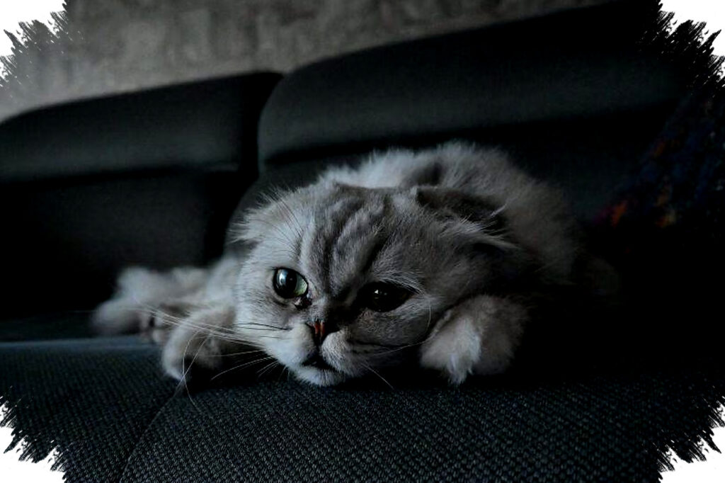 Bolehkah Meninggalkan Kucing Sendirian Saat Mudik, Ini Batas Aman yang Perlu Kamu Tahu!