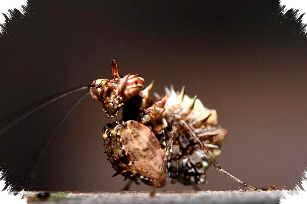 5 Fakta Pachymantis Bicingulata Sang Jago Tinju Mungil, Predator Asia Tenggara yang Mematikan