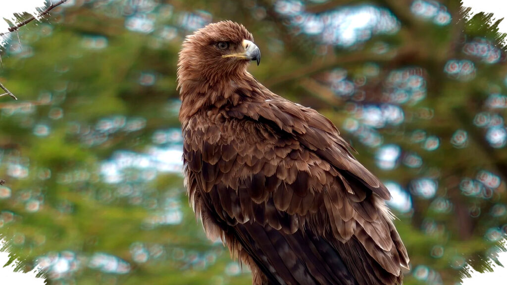 200MP Vivo X300 Ultra Pamerkan Foto Setajam Mata Elang, Zoom Telephoto Capai 1600mm yang Sulit Dipercaya