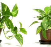 8 Tanaman Indoor Pembawa Rezeki dan Hoki Membuat Ruang Hidup Lebih Hidup, Percantik Dekorasi dan Pertebal Dompet Anda Sekarang!