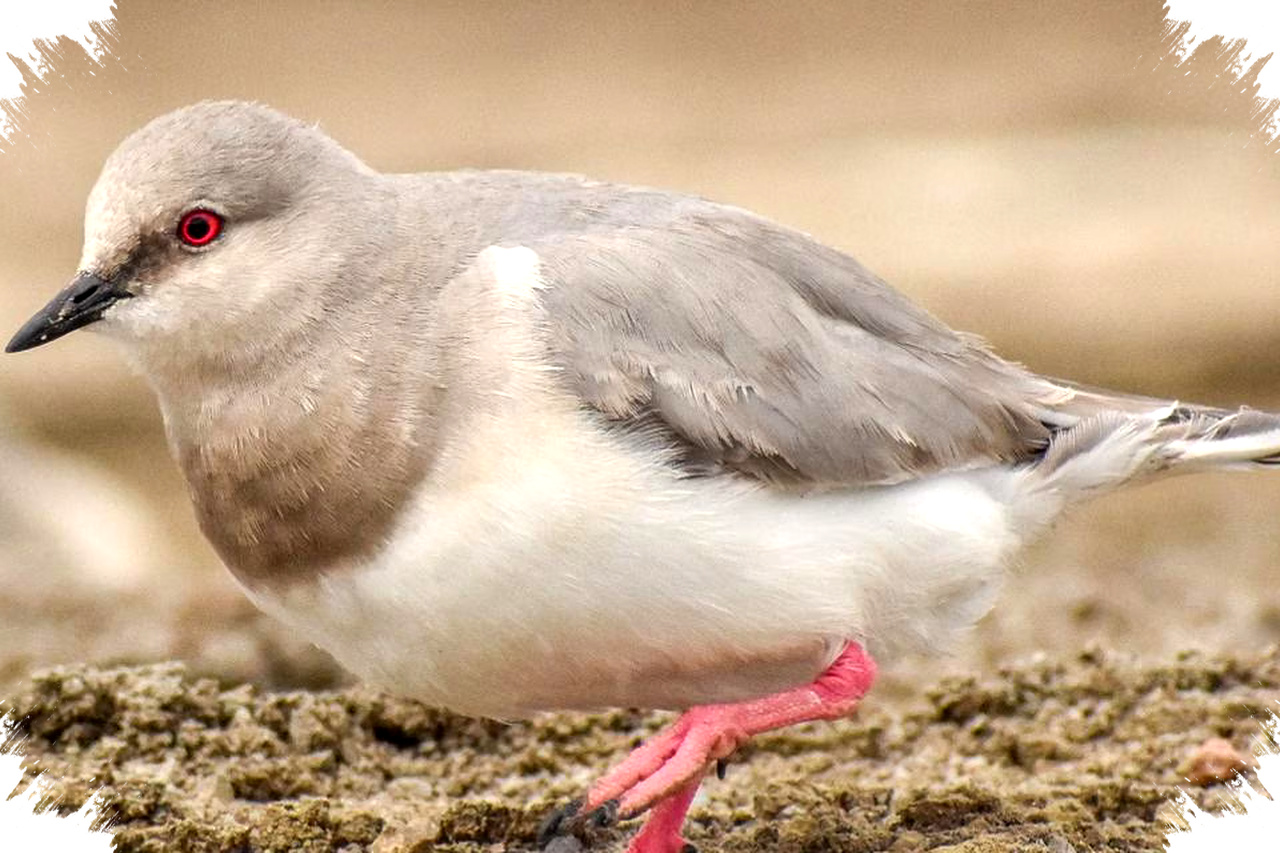 Magellanic Plover Burung Pantai Langka yang Menghasilkan Susu Tembolok, Unik dan Terancam Punah di Ujung Dunia Patagonia