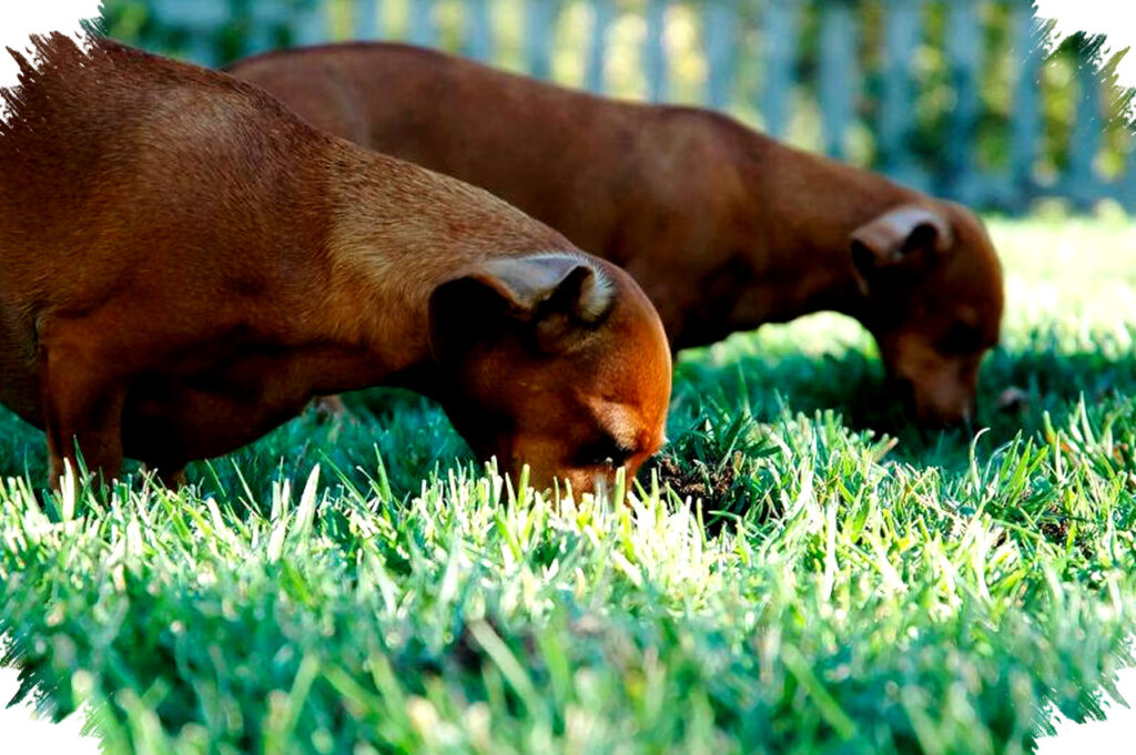 Kenapa Anjing Terus Makan Rumput Padahal Bisa Bahaya, Fakta Mengejutkan Tentang Kebiasaan Ini Terungkap!