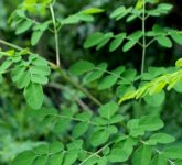 7 Jenis Daun Bernutrisi Ini Bikin Pakan Lele Lebih Murah dan Efektif, Bagaimana Mereka Mengalahkan Pelet Pabrikan?
