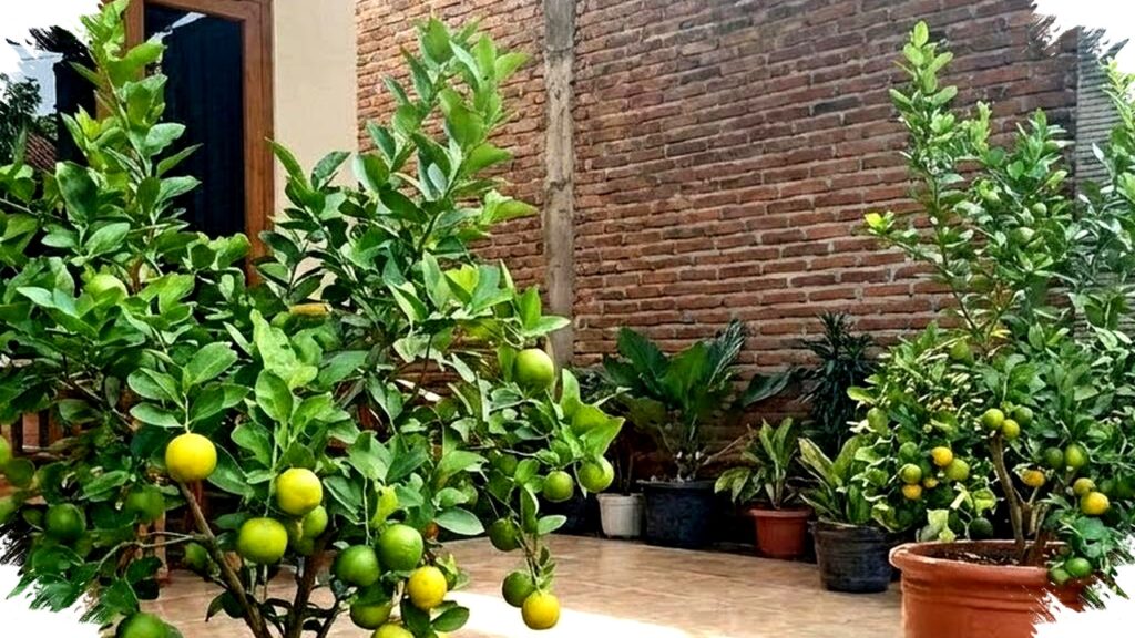 9 Tanaman Buah Dalam Pot Untuk Rumah Cluster dan Perkotaan, Rahasia Panen Segar di Lahan Terbatas yang Tak Pernah Terungkap!