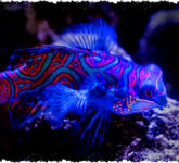 5 Fakta Mengejutkan Ikan Mandarin Si Neon Laut Tropis, Dari Warna Unik Hingga Perilaku Kawin Senja yang Memikat! 5 Fakta Mengejutkan Ikan Mandarin Si Neon Laut Tropis, Dari Warna Unik Hingga Perilaku Kawin Senja yang Memikat!