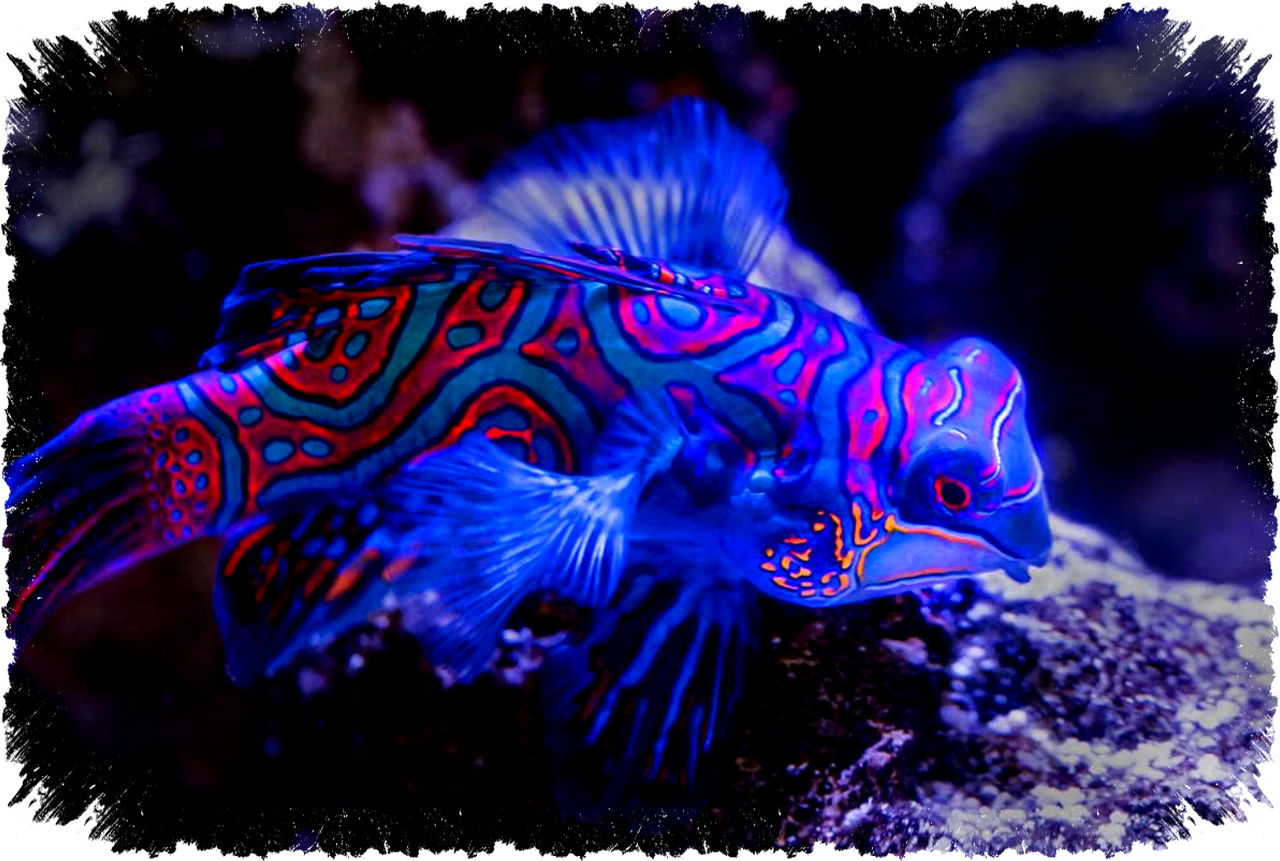 5 Fakta Mengejutkan Ikan Mandarin Si Neon Laut Tropis, Dari Warna Unik Hingga Perilaku Kawin Senja yang Memikat!
