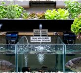 7 Jenis Ikan yang Bisa Dibudidayakan di Akuarium Besar untuk Konsumsi, Peluang Panen Efisien di Rumah!