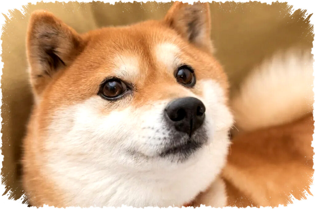 Dogecoin Bisa Capai $1 di 2026 Hingga Drama Elon Musk Membawa Mimpi atau Realita yang Pahit?