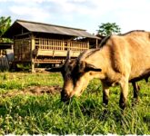 8 Jenis Rumput Favorit Kambing yang Mudah Tumbuh di Pekarangan, Rahasia Pakan Berkualitas dan Produktivitas Maksimal!
