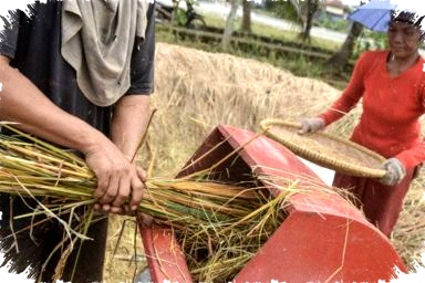 Waspada Inflasi Jabar Meledak 1 Persen Hingga Lebaran, Harga Beras dan Cabai Rawit Jadi Pemicu Utama Krisis Pangan