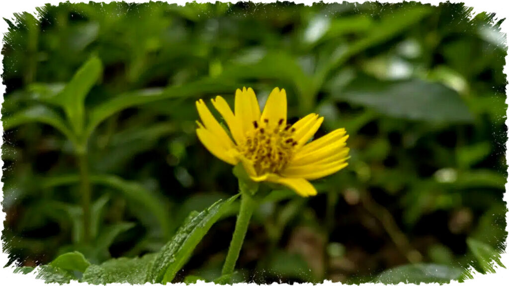Galaxy S26 Ultra Hadirkan Virtual Aperture di Semua Lensa, S25 Ultra Tetap Punya Jurus Rahasia Kontrol Bokeh Asli