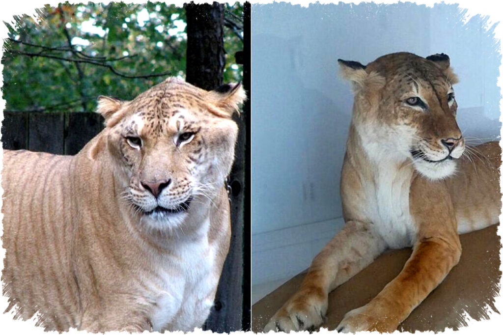 Membedah Perbedaan Liger dan Tigon, Kucing Besar Hibrida dengan Ukuran dan Perilaku Beda Dramatis!