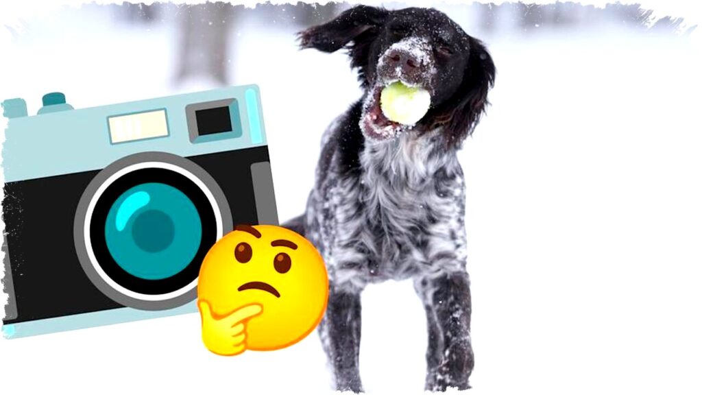 Kamera Unik Ini Enggan Jepret Kecuali Ada Anjing, Inovasi Gila yang Membuktikan Foto Lebih Hidup dengan Sahabat Berkaki Empat!
