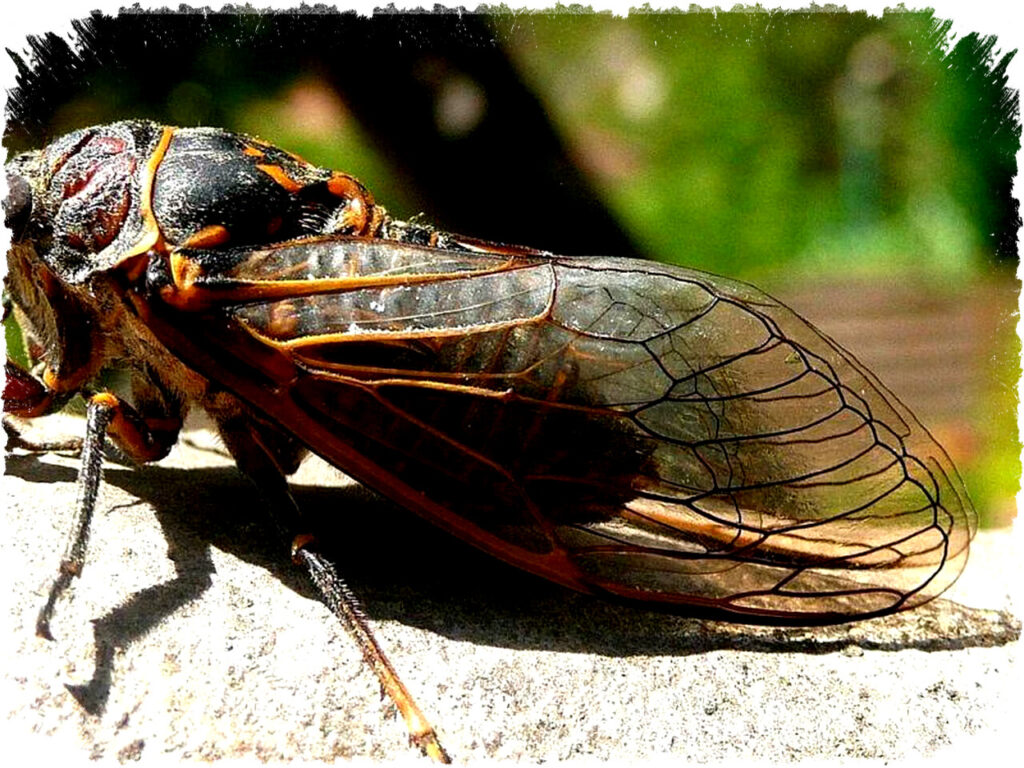 7 Fakta Mengejutkan Cicada Yang Hidup Bertahun-tahun, Suaranya Bisa Memekakkan Telinga!