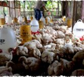 Usaha Ayam Potong Menjanjikan Modal Terjangkau, Cara Cerdas Menghitung Biaya dan Meraih Untung Optimal! Usaha Ayam Potong Menjanjikan Modal Terjangkau, Cara Cerdas Menghitung Biaya dan Meraih Untung Optimal!