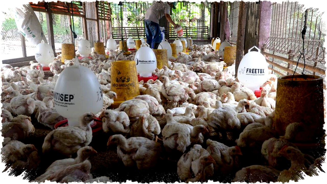 Usaha Ayam Potong Menjanjikan Modal Terjangkau, Cara Cerdas Menghitung Biaya dan Meraih Untung Optimal!