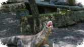 Sepasang Komodo KBS Berangkat ke Jepang, Misi Breeding Lima Tahun Dimulai Sepasang Komodo KBS Berangkat ke Jepang, Misi Breeding Lima Tahun Dimulai