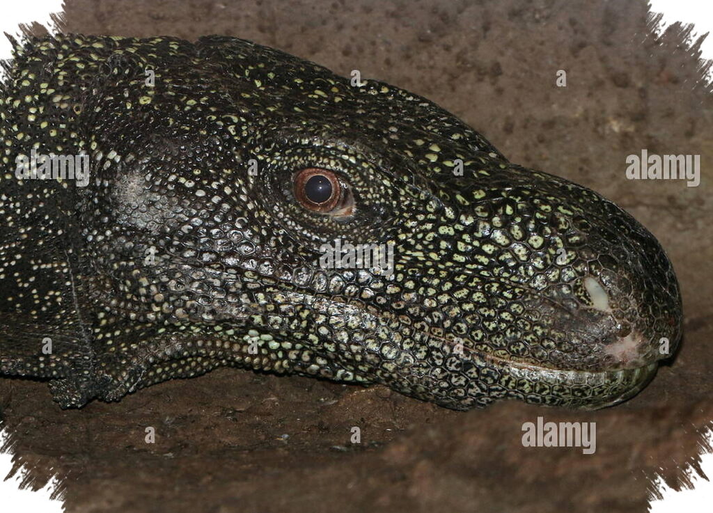 5 Reptil Raksasa di Papua, Dari Ular Dua Warna Hingga Buaya Terbesar Bumi