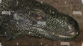 5 Reptil Raksasa di Papua, Dari Ular Dua Warna Hingga Buaya Terbesar Bumi