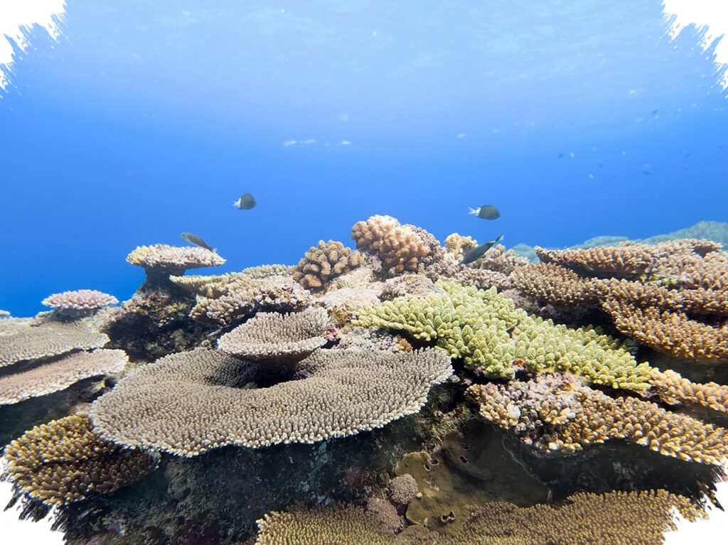 Ocean Mode Samsung Raih Banyak Penghargaan, Fitur Kamera Ini Ikut Selamatkan Terumbu Karang