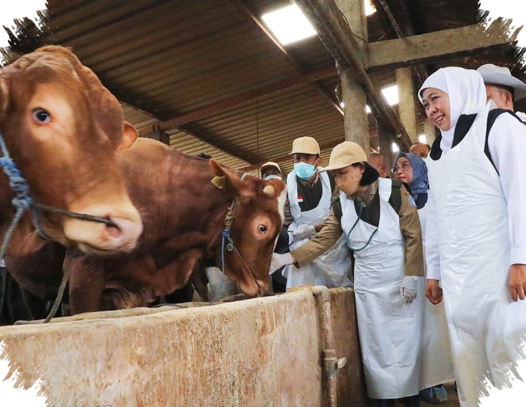 Jelang Idul Adha 1447 H, Khofifah Pastikan Stok Kurban Jatim Surplus Besar, Siap Penuhi Pasar Dab Kebutuhan Warga