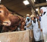 Jelang Idul Adha 1447 H, Khofifah Pastikan Stok Kurban Jatim Surplus Besar, Siap Penuhi Pasar Dab Kebutuhan Warga Jelang Idul Adha 1447 H, Khofifah Pastikan Stok Kurban Jatim Surplus Besar, Siap Penuhi Pasar Dab Kebutuhan Warga